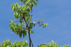 IMGP7151bu5