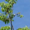 IMGP7151bu5