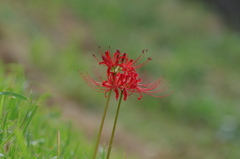 IMGP7894