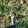 IMGP2749