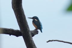 IMGP0361