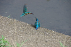 IMGP6555