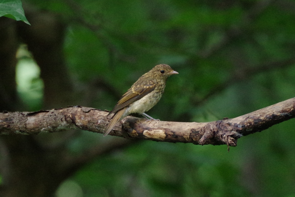 キビタキ♀