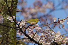 IMGP7051bu5