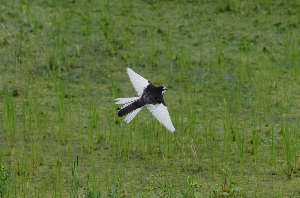 IMGP3542b