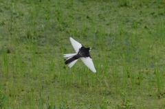 IMGP3542b