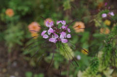IMGP5071
