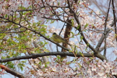 IMGP3613bu5