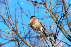 IMGP1268