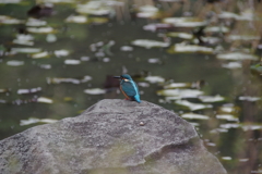 カワセミ君３