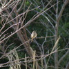 IMGP0728