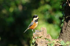 IMGP7625bu5