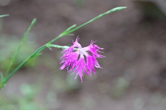 IMGP3264bu5