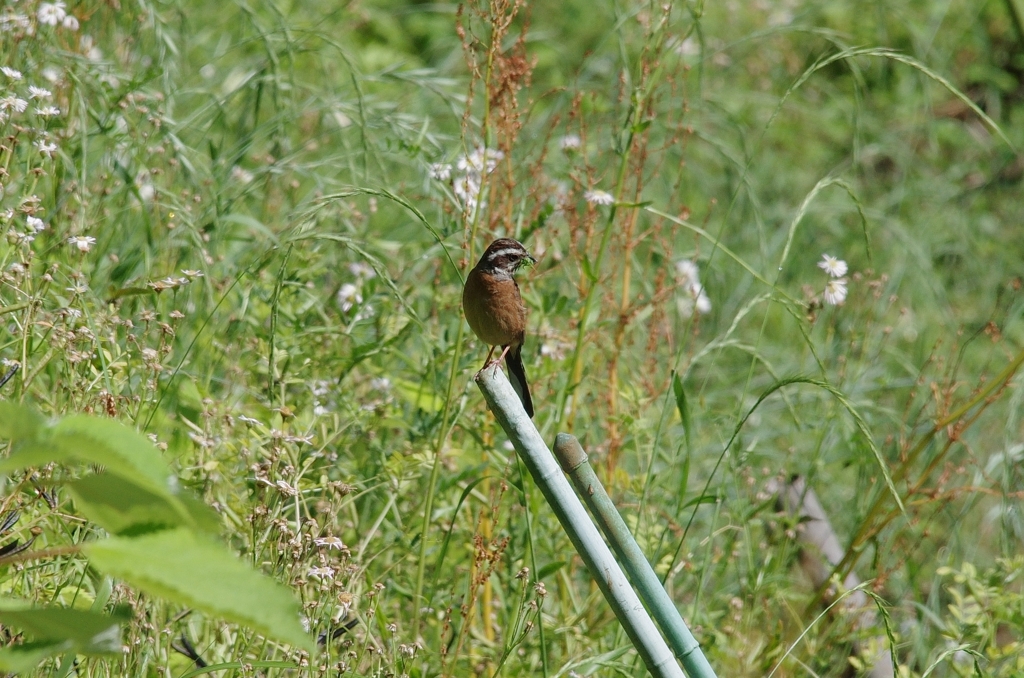 IMGP6338b