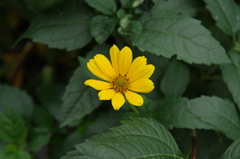 IMGP5061
