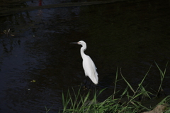 IMGP3394