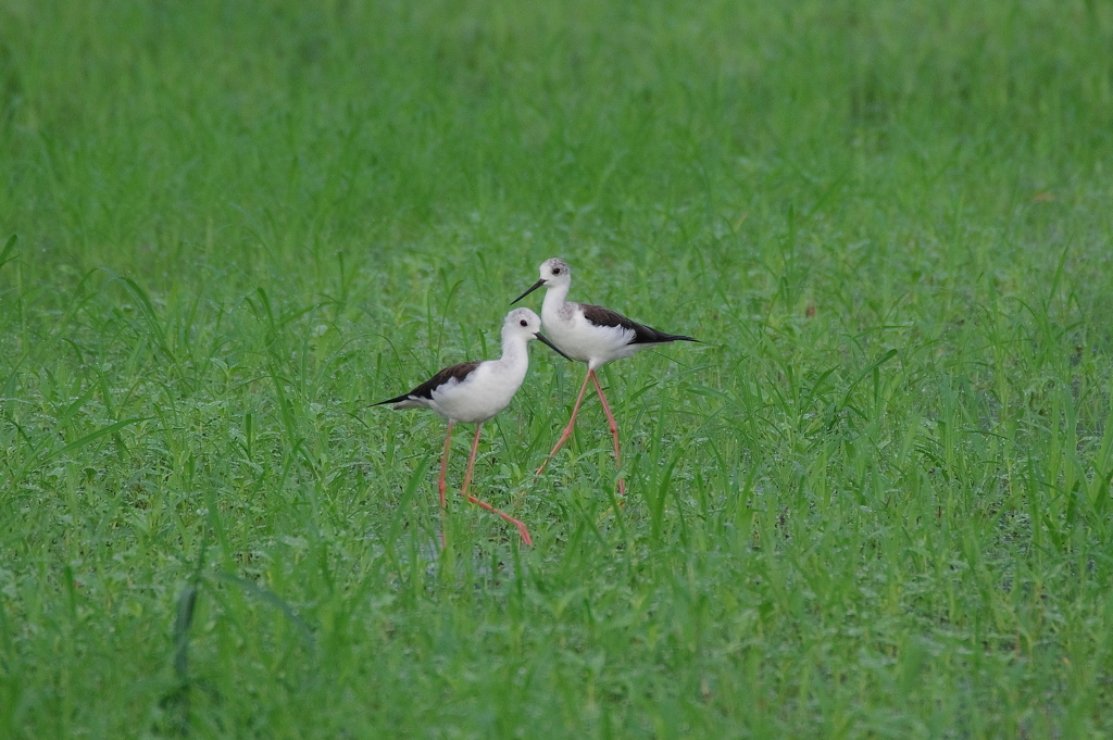 IMGP4234bu5