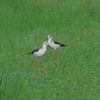 IMGP4234bu5