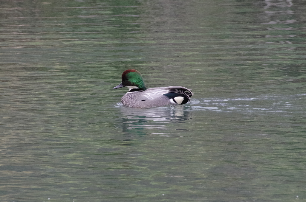 IMGP1292bu5
