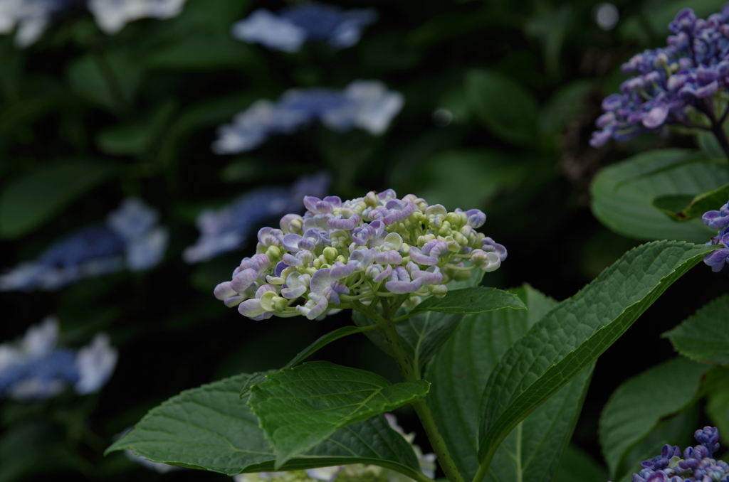 IMGP2452