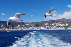 熱海・冬カモメその１