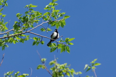 IMGP7142bu5