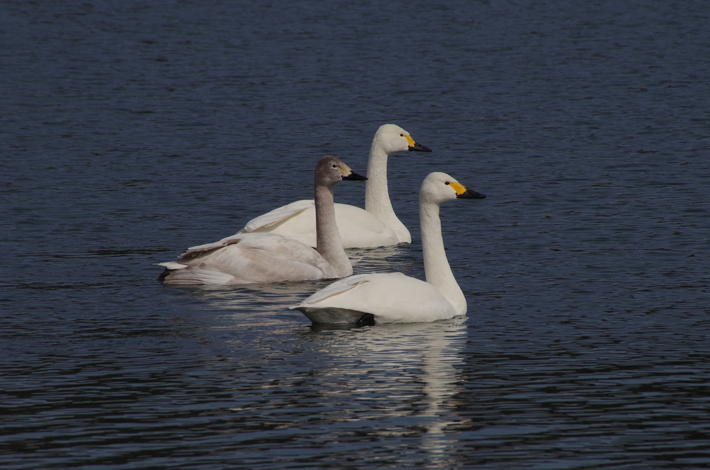 IMGP0943bu5