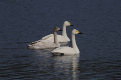 IMGP0943bu5
