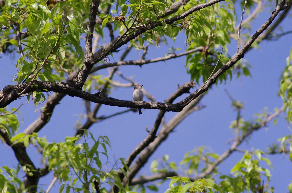 IMGP7161bu5