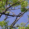 IMGP7161bu5