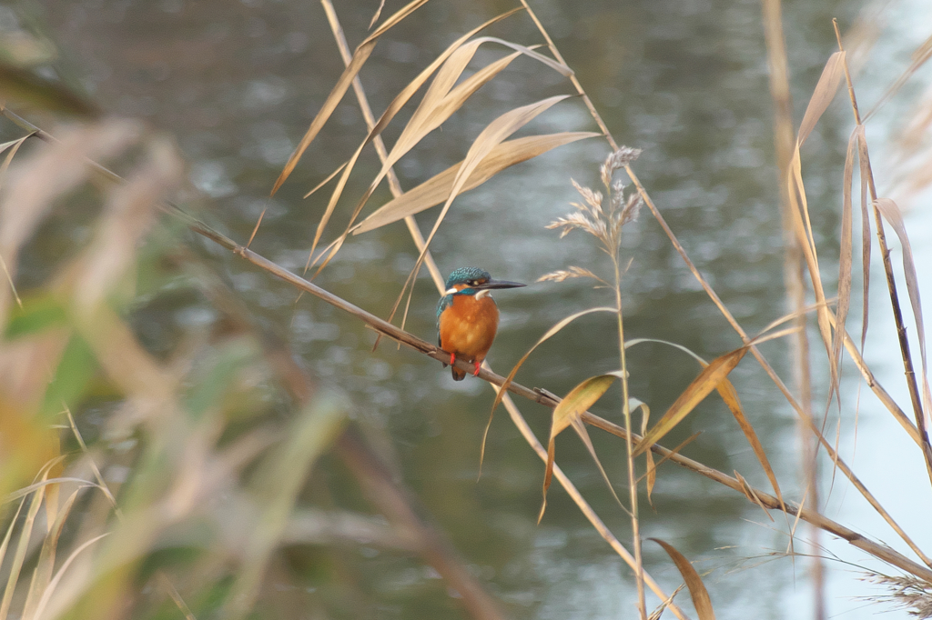 IMGP3958