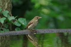 キビタキ♀その２