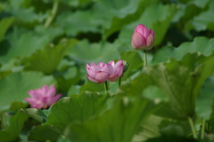 IMGP1262