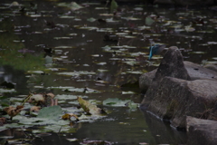 カワセミ君２