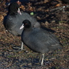 IMGP4439