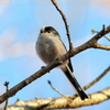 IMGP0347