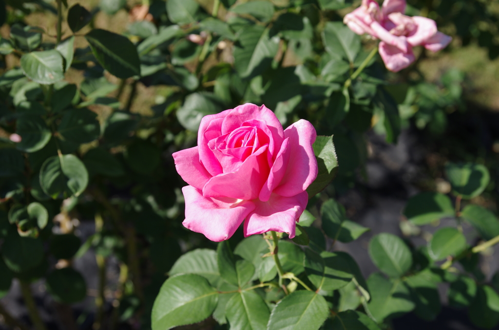 IMGP5076
