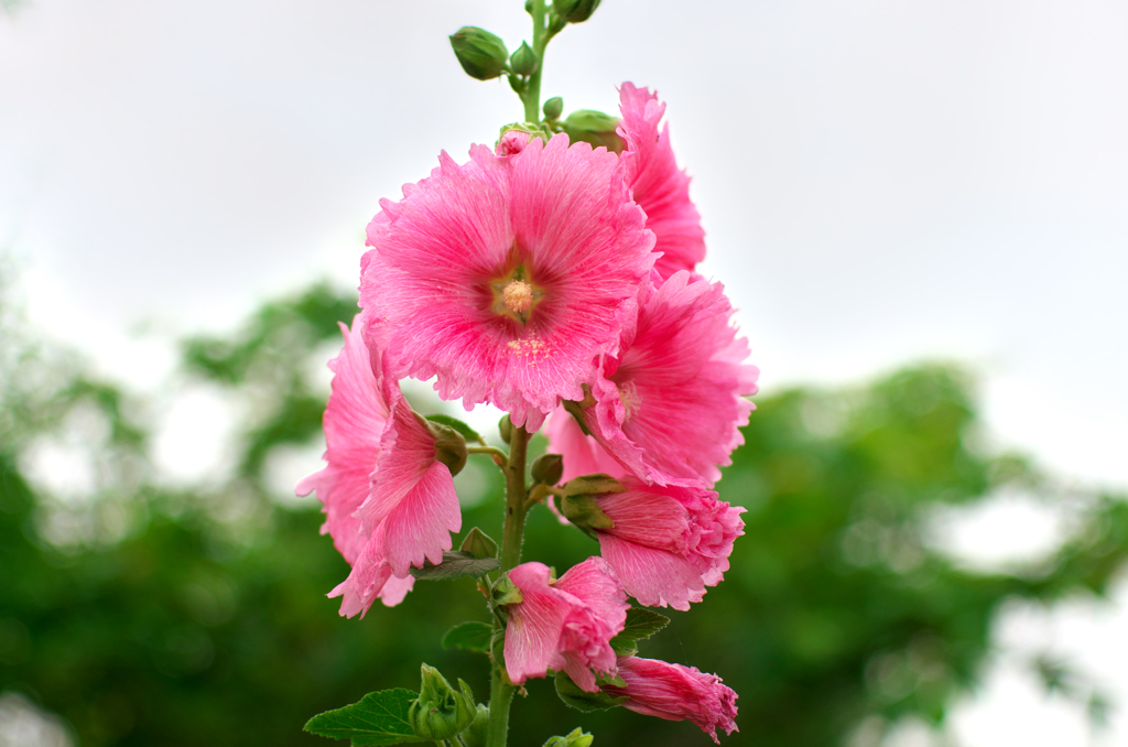 IMGP9734