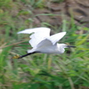 IMGP1009bu5