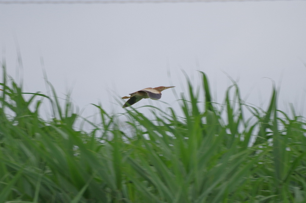 IMGP5818bu5