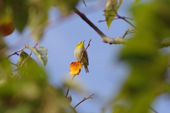 IMGP0725bu5