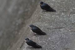 ３兄弟