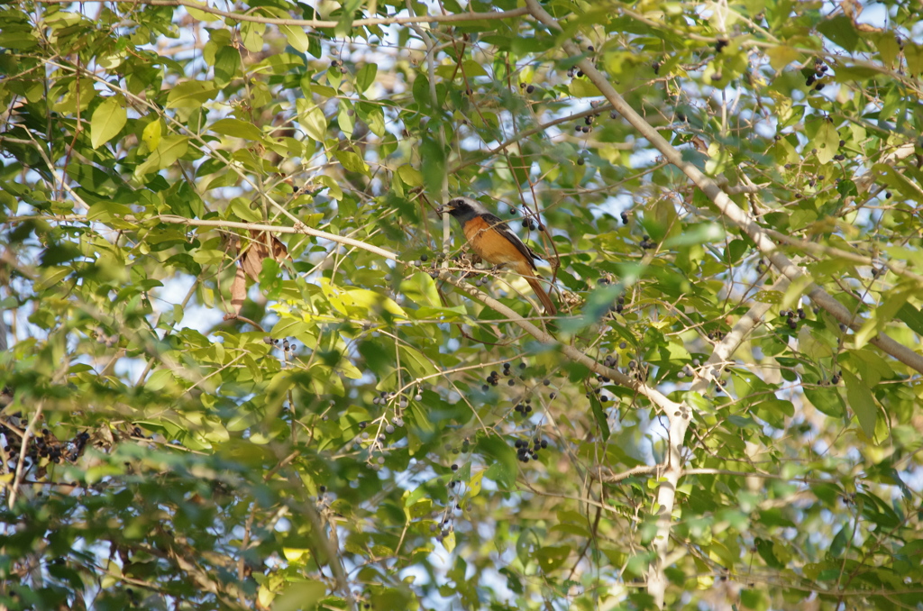 IMGP5265