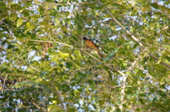 IMGP5265
