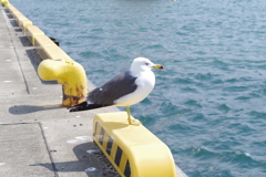 IMGP1409bu5