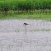 IMGP0877bu5