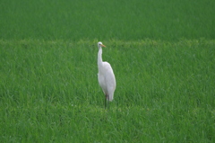 IMGP5871bu5