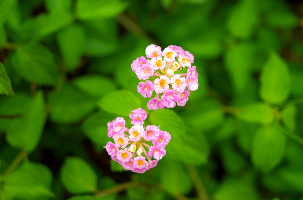 IMGP2927