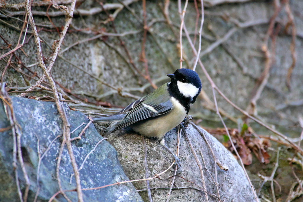 IMGP5065