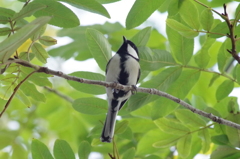  シジュウカラ